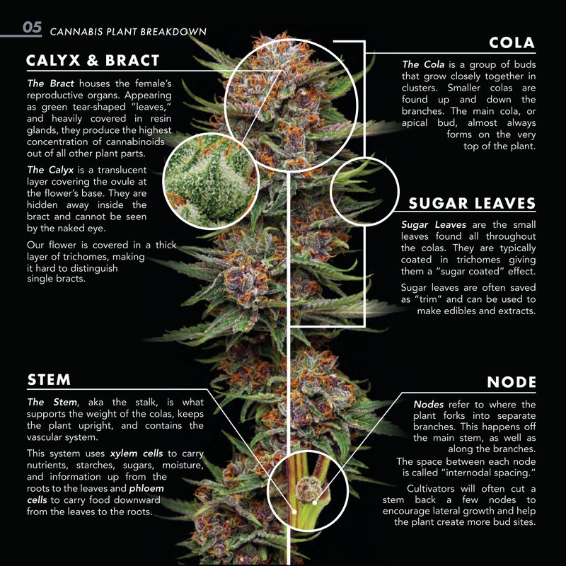Cannabis Trichomes Macro